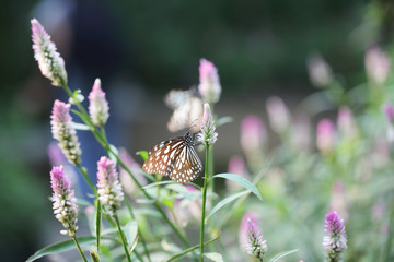 Butterfly fly in morning nature