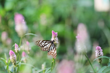 Butterfly fly in morning nature