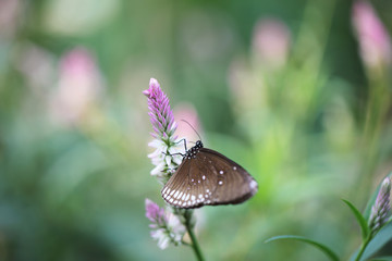 Butterfly fly in morning nature