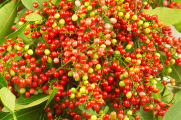 graines de baies roses, Schinus terebinthifolius