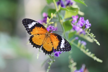 Fototapeta na wymiar Butterfly fly in morning nature