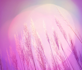 Obraz premium abstract lighting softness Feather Grass background 