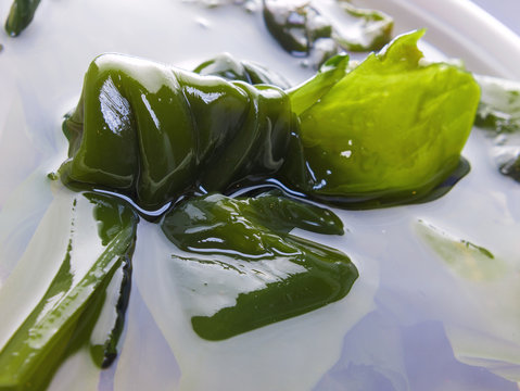 Kelp