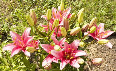 Obraz premium Pink lilies