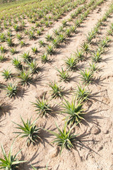 Obraz premium Pineapple plantation