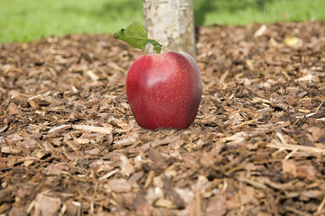 Der Apfel...