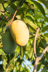 Close up of mangoes on a mango tree