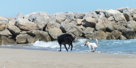 Chiens courant dans la mer Méditerranée