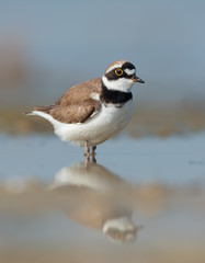 Little Ringed Plover