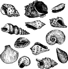 set of line drawning shells