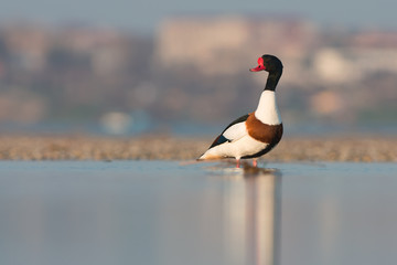 Common shelduck