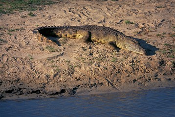 crocodile