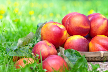 nectarines