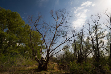 Burnt trees after a forest fire