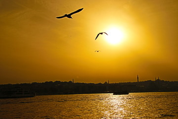 sun and seagull at istanbul