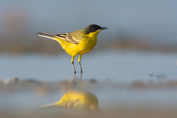 Black-headed Wagtail