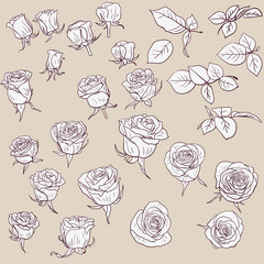 Fototapeta na wymiar set of linear drawing roses