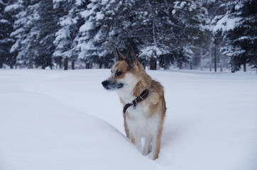 A dog is walking on a snow