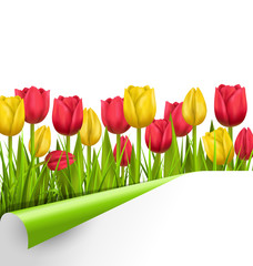 Green grass lawn with yellow and red tulips and wrapped paper sh