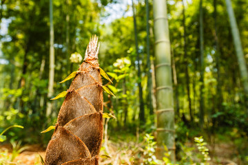 bamboo shoots of the growth in the forest