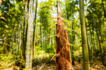 Fototapeta na wymiar bamboo shoots of the growth in the forest