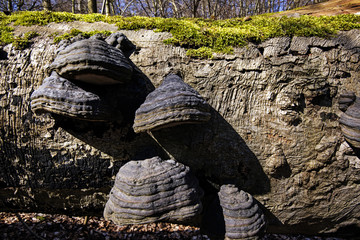 Closeup Tinder Fungus and moss
