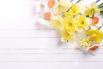 Fresh  spring  colorful daffodils flowers