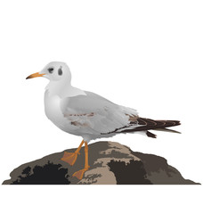 Seagull stands on stone isolated on white background