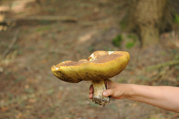 Boletus edulis