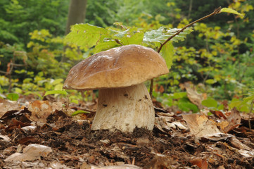 Boletus edulis