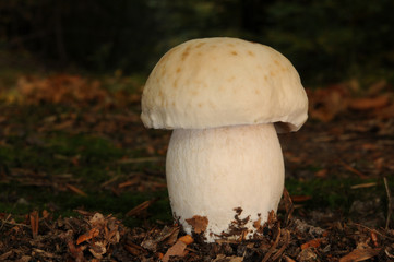 Boletus edulis