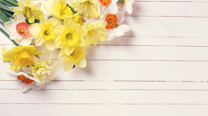 Obraz na płótnie Canvas Fresh spring colorful daffodils flowers