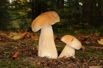 Boletus edulis