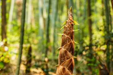 bamboo shoots of the growth in the forest
