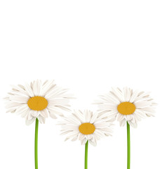 Three chamomiles isolated on white. Floral nature flower backgro