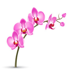 Naklejka na ściany i meble Branch of pink orchid isolated on white background