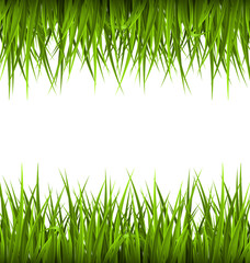 Green grass like frame isolated on white. Floral eco nature back