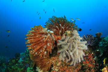 Coral Reef Underwater