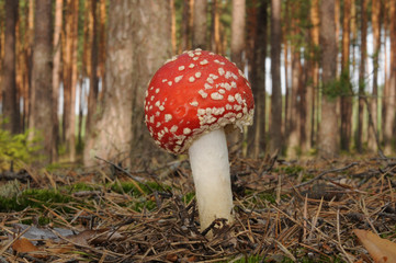 Amanita muscaria, known as fly agaric