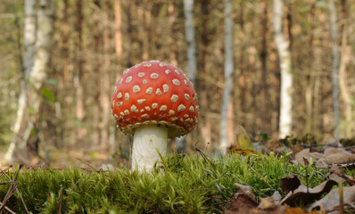 Amanita muscaria, known as fly agaric