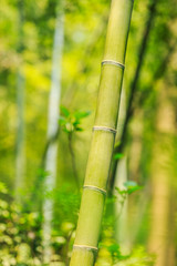 Obraz premium Bamboo forest