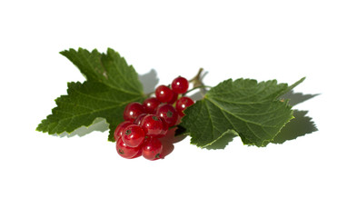 Красная смородина