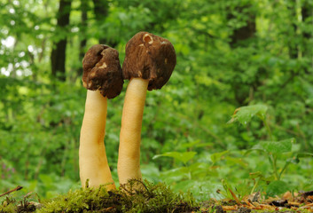 Verpa conica, known as the bell morel