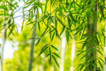 prachtig groen bamboebos