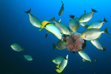 Obraz premium Rabbitfish eating Jellyfish underwater