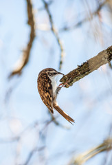 Tree Creeper bird hanging on a tree branch