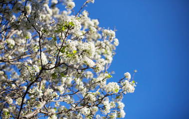 Spring blossom background