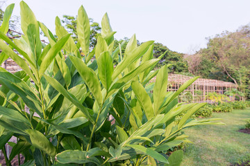 Obraz premium Galangal leaf and garden background