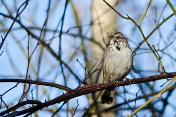 Song Sparrow Perched on a Branch in a Tree