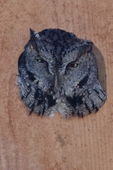 Western Screech-Owl Peering Out From Within a Nesting Box